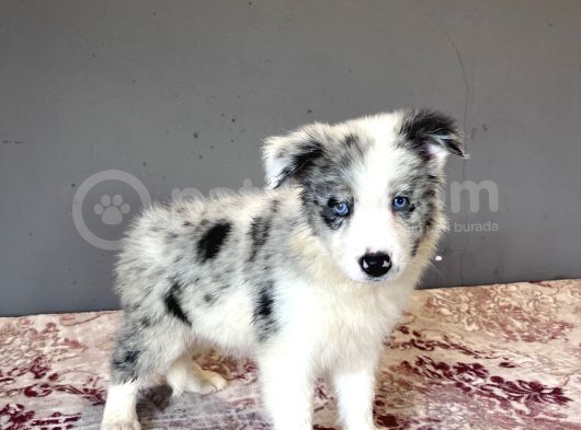 Bordercollie Bebekşerimiz görsel