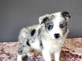 Bordercollie Bebekşerimiz