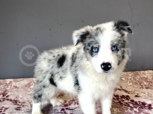 Bordercollie Bebekşerimiz görsel