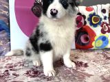 Bordercollie Bebekşerimiz