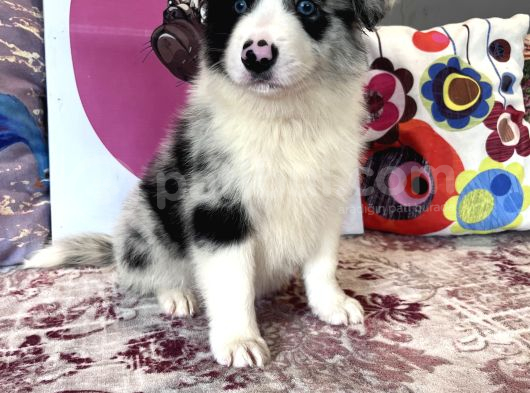Bordercollie Bebekşerimiz görsel