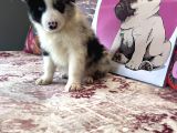 Bordercollie Bebekşerimiz