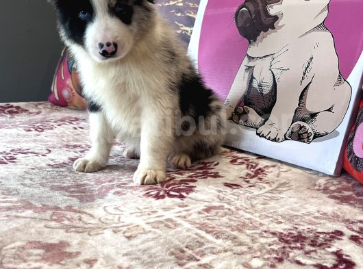 Bordercollie Bebekşerimiz görsel