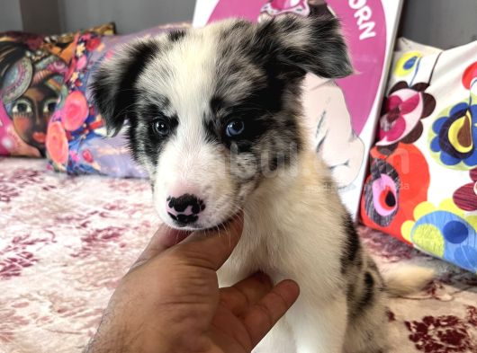 Bordercollie Bebekşerimiz görsel