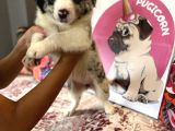 Bordercollie Bebekşerimiz