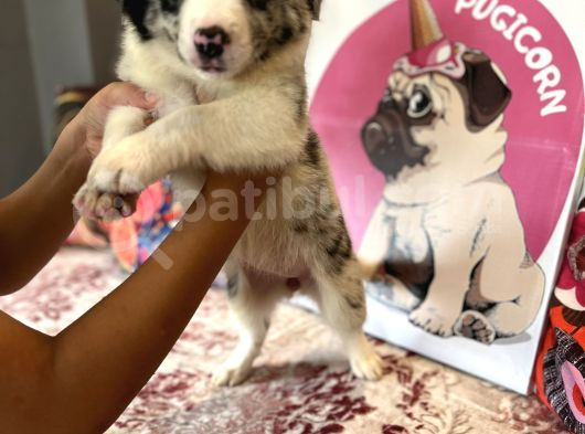 Bordercollie Bebekşerimiz görsel