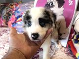 Bordercollie Bebekşerimiz