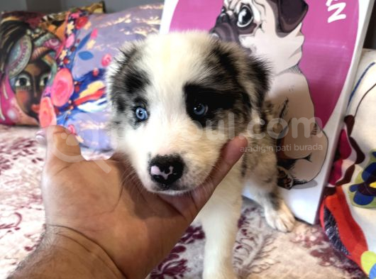 Bordercollie Bebekşerimiz görsel