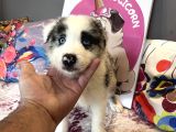 Bordercollie Bebekşerimiz