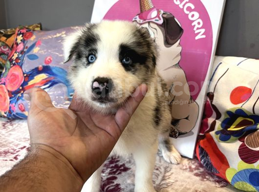 Bordercollie Bebekşerimiz görsel