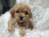 Sağlık Ve Irk Garantili Mini Maltipoo Yavrular