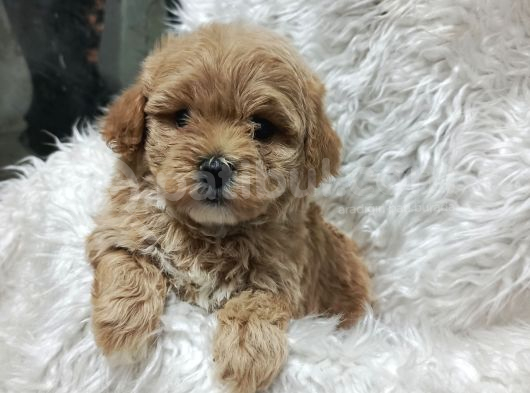 Sağlık Ve Irk Garantili Mini Maltipoo Yavrular görsel