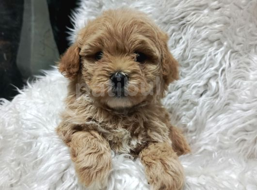 Sağlık Ve Irk Garantili Mini Maltipoo Yavrular