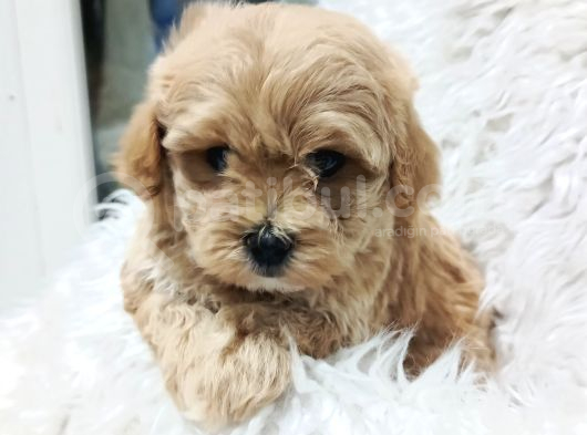 Sağlık Ve Irk Garantili Mini Maltipoo Yavrular görsel