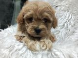 Sağlık Ve Irk Garantili Mini Maltipoo Yavrular