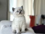 SAFKAN BRİTİSH SHORTHAİR BLUEPOİNT YAVRULARIMIZ