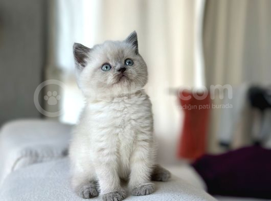 Safkan Bri̇ti̇sh Shorthai̇r Bluepoi̇nt Yavrularimiz