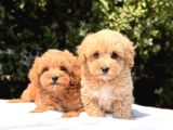 Show Kalite Maltipoo Yavrular