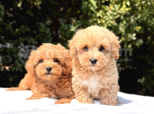 Show Kalite Maltipoo Yavrular görsel