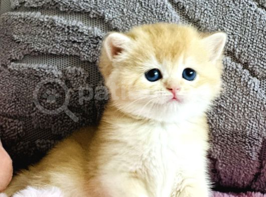 Orijinal Irk Garantili British Shorthair Golden görsel
