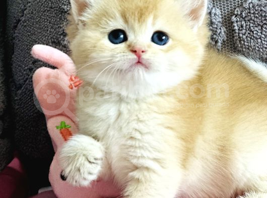 Orijinal Irk Garantili British Shorthair Golden görsel