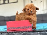 Kore Teddy Poodle Teacup Yavrumuz