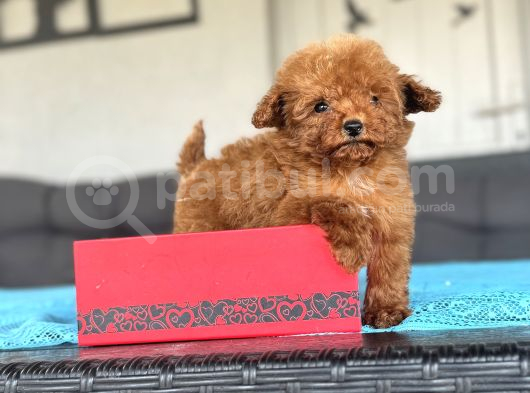 Orji̇nal Teddy Face Kore Teacup 
