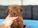 Orji̇nal Teddy Face Kore Teacup 