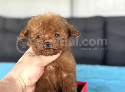 Teddy Face Kore Poodle görsel