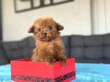 Orji̇nal Teddy Face Kore Teacup 