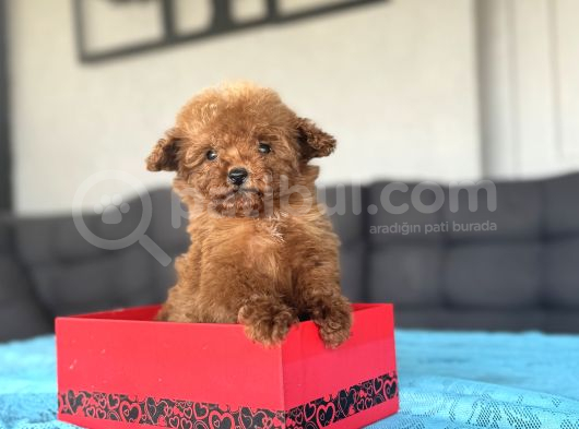 Teddy Face Kore Poodle görsel