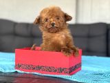 Kore Teddy Poodle Teacup Yavrumuz