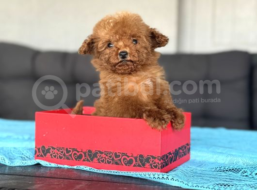Kore Teddy Poodle Teacup Yavrumuz görsel