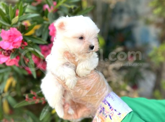 Terrier Değil Maltese Yavrular Irk Garantili görsel