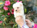 Terrier Değil Maltese Yavrular Irk Garantili