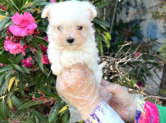 Terrier Değil Maltese Yavrular Irk Garantili görsel