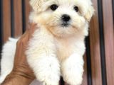 Orji̇nal Safkan Maltese