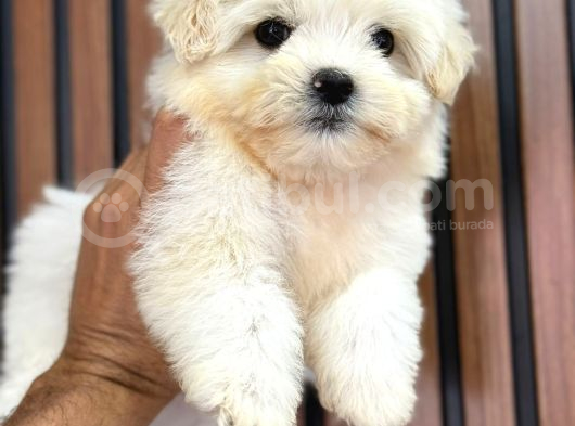 Orji̇nal Safkan Maltese görsel