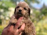 Sütlü Kahve 0 Numara Malti̇poo Bebekler