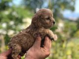 SÜTLÜ KAHVE 0 NUMARA MALTİPOO BEBEKLER