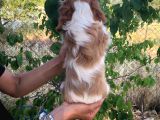 Nokta Hatasiz Orantili Lekesi̇z Maske Süper Star Bebekler