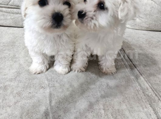 Maltese Yavrularımız görsel