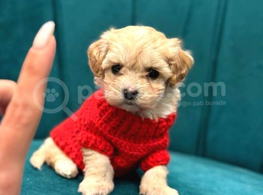 Irk Ve Sağlik Garanti̇li̇ Malti̇poo görsel