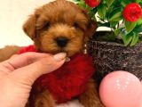Poodle Ayarinda Malti̇polar