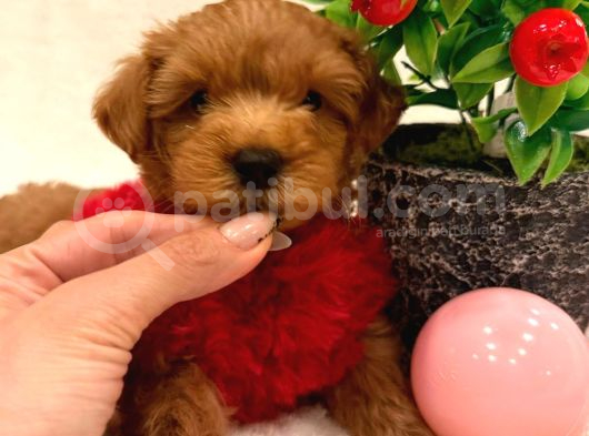 Poodle Ayarinda Malti̇polar görsel