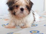 Anne Baba Yanında Büyüyen Safkan Shihtzu Yavruları