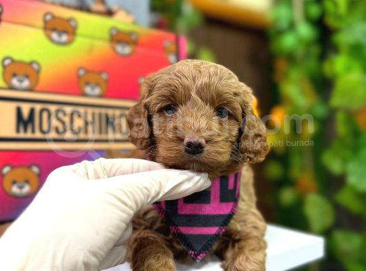 Dizayn Irk Maltipoo Tüy Dökmez Koku Yapmaz