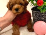 Poodle Ayarinda Malti̇polar