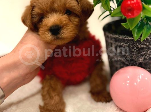 Poodle Ayarinda Malti̇polar görsel