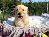 Baby Face Safkan Golden Retriever Yavrularımız